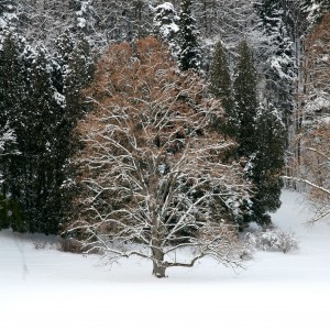 zimný park v Turčianskej Štiavničke